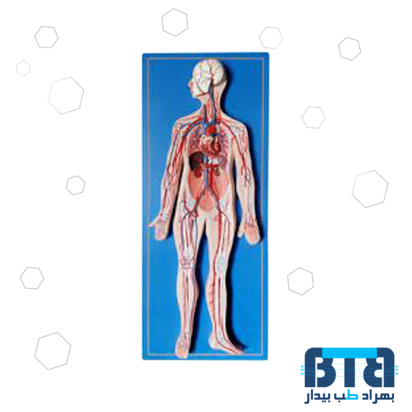 مولاژ دستگاه گردش خون 85×35