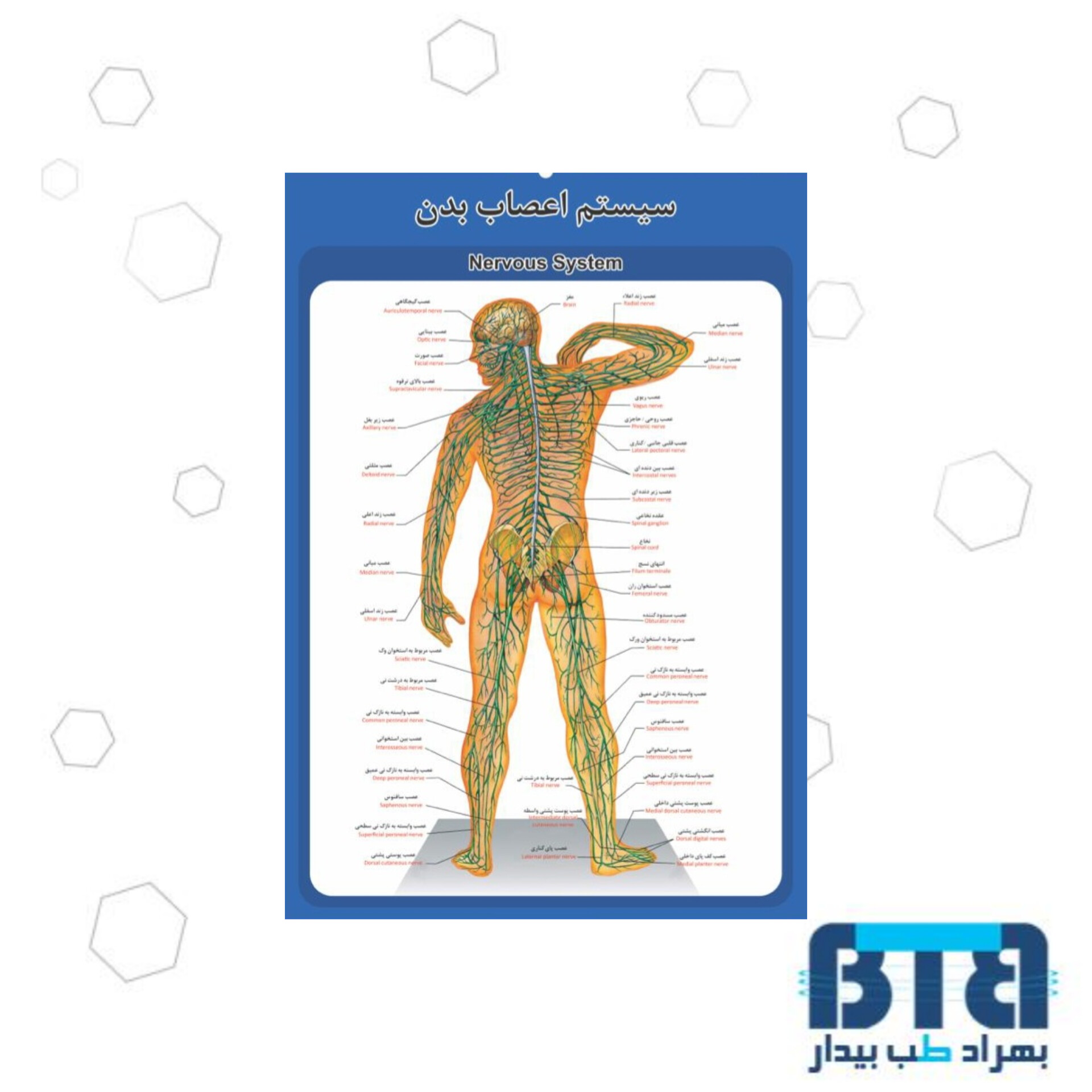 پوستر آموزشی سیستم اعصاب بدن در ابعاد 35 در 50