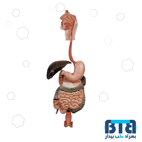 مولاژ دستگاه گوارش اندازه طبیعی