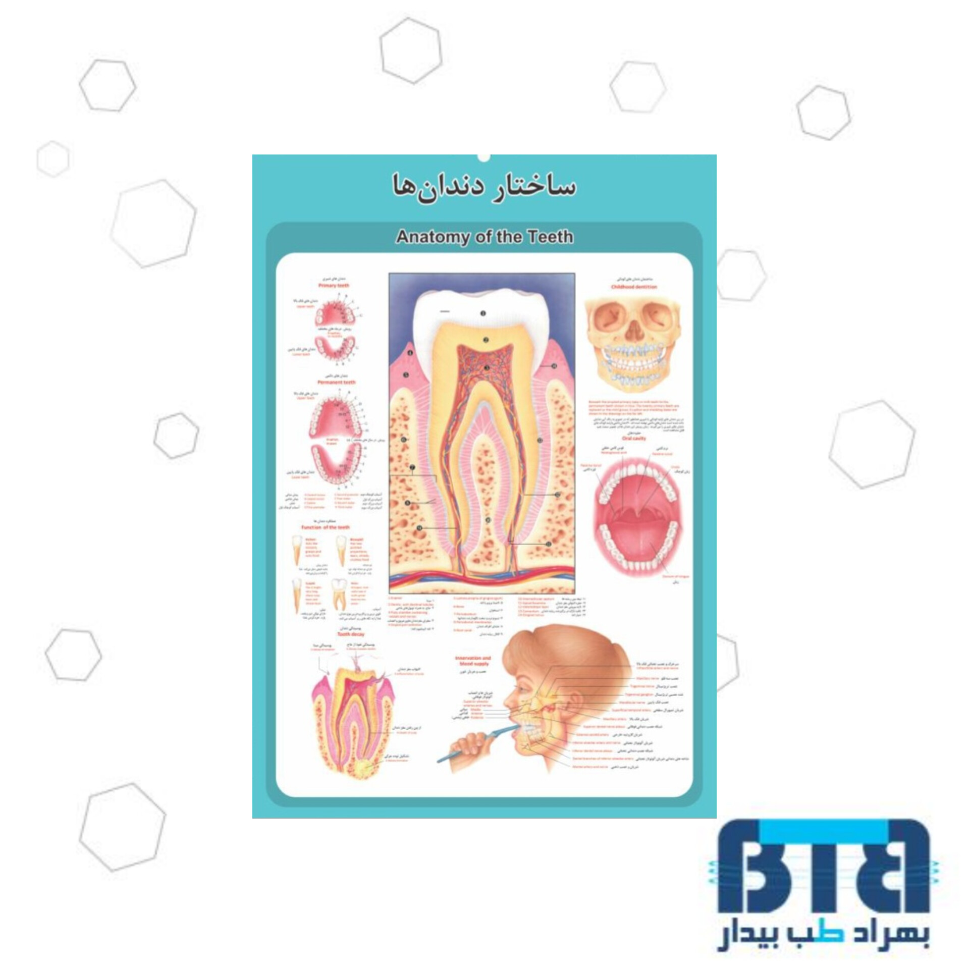 پوستر آموزشی ساختار دندان ها در ابعاد 35 در 50