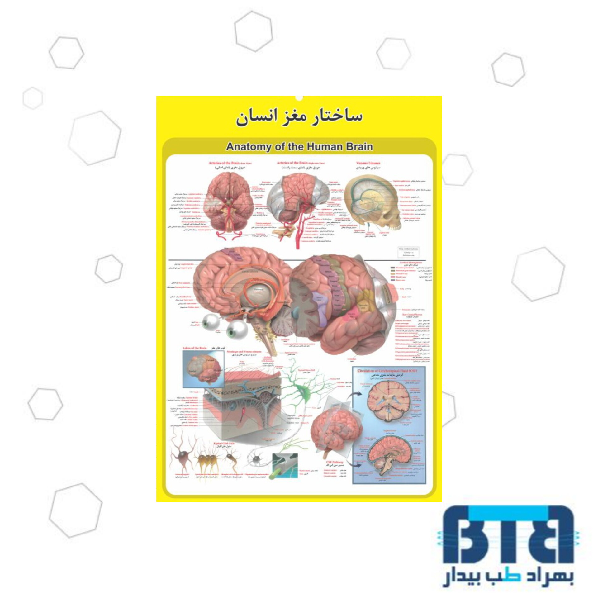 پوستر آموزشی ساختار مغز انسان در ابعاد 60 در 90