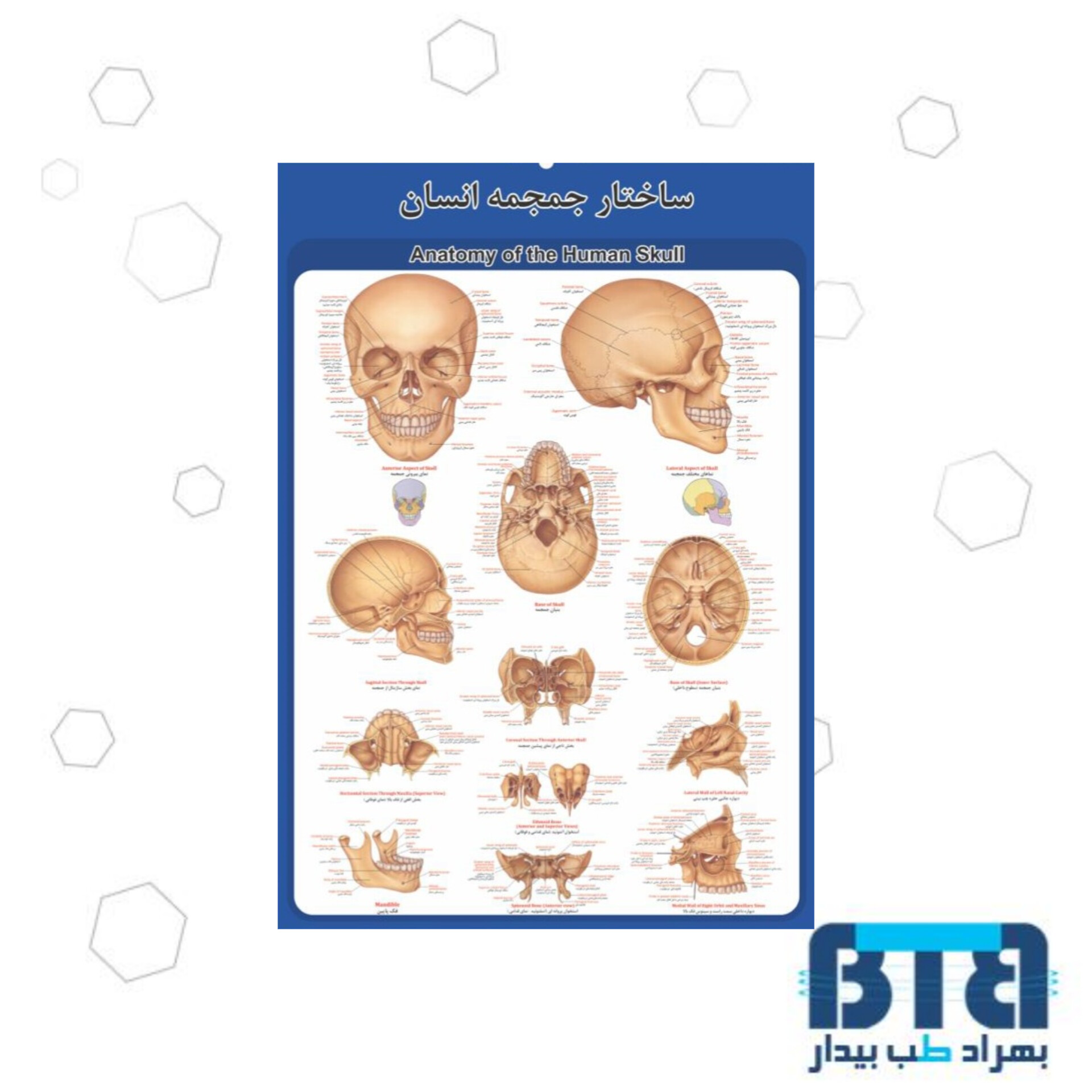 پوستر آموزشی ساختار جمجمه در ابعاد 35 در 50