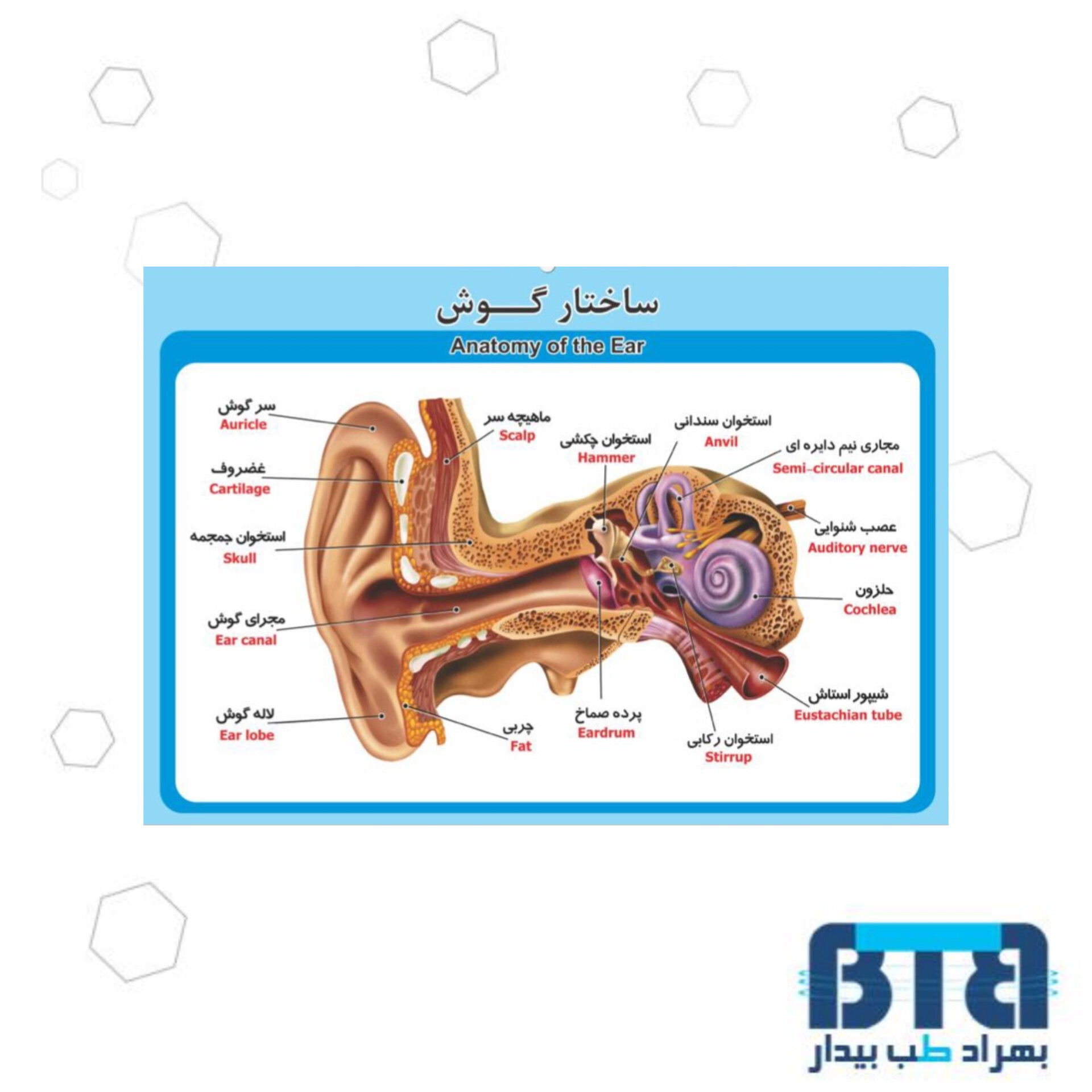 پوستر آموزشی ساختار گوش در ابعاد 35 در 50