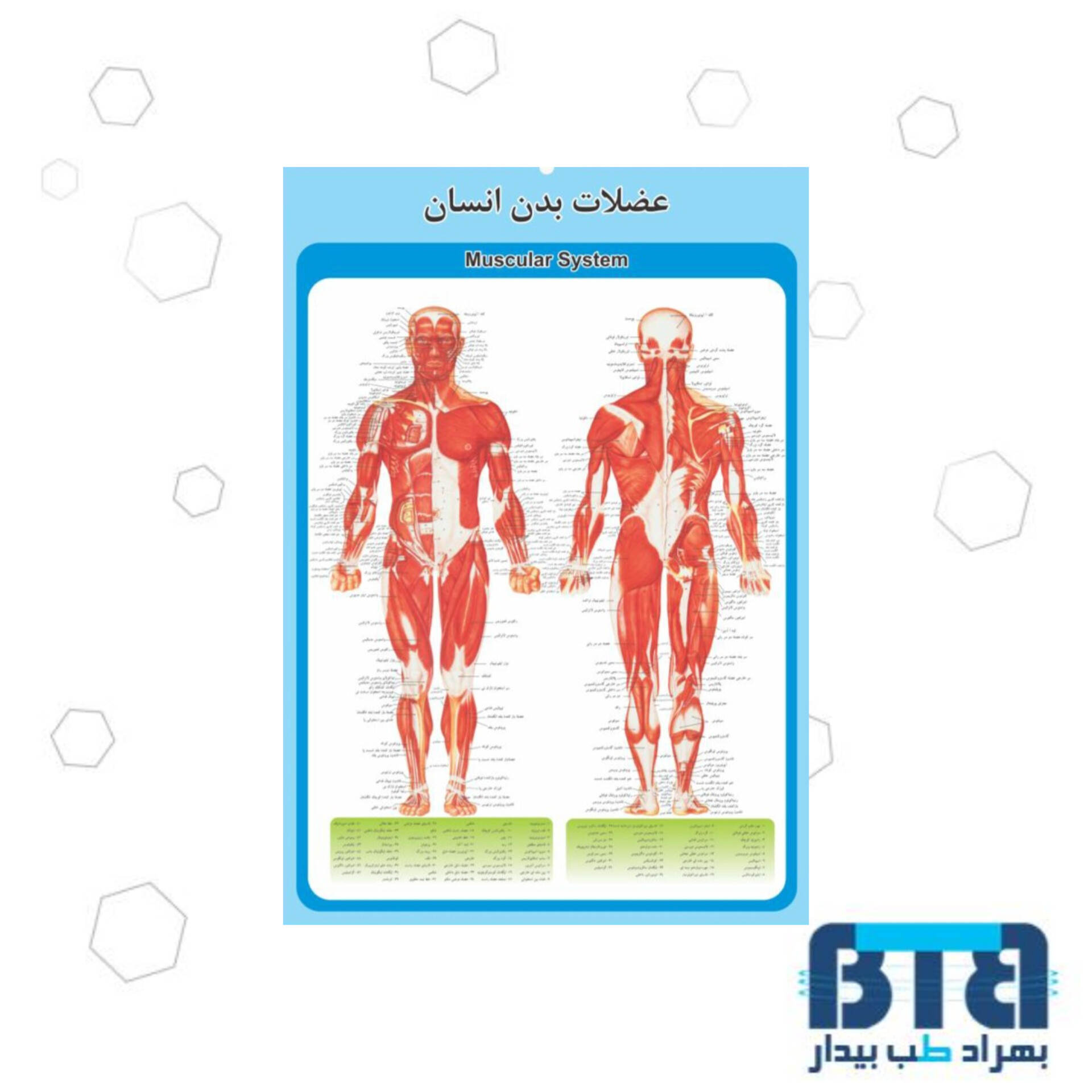 پوستر آموزشی عضلات بدن انسان در ابعاد 35 در 50