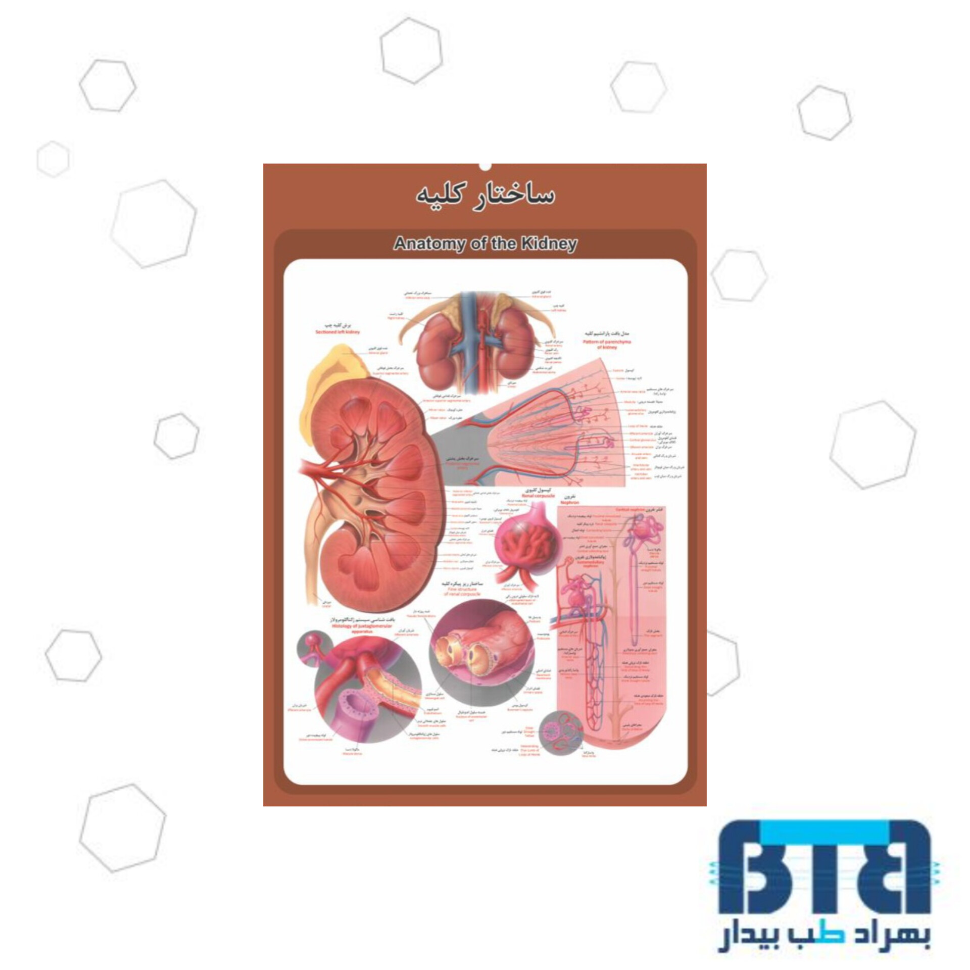 پوستر آموزشی ساختار کلیه در ابعاد 60 در 90