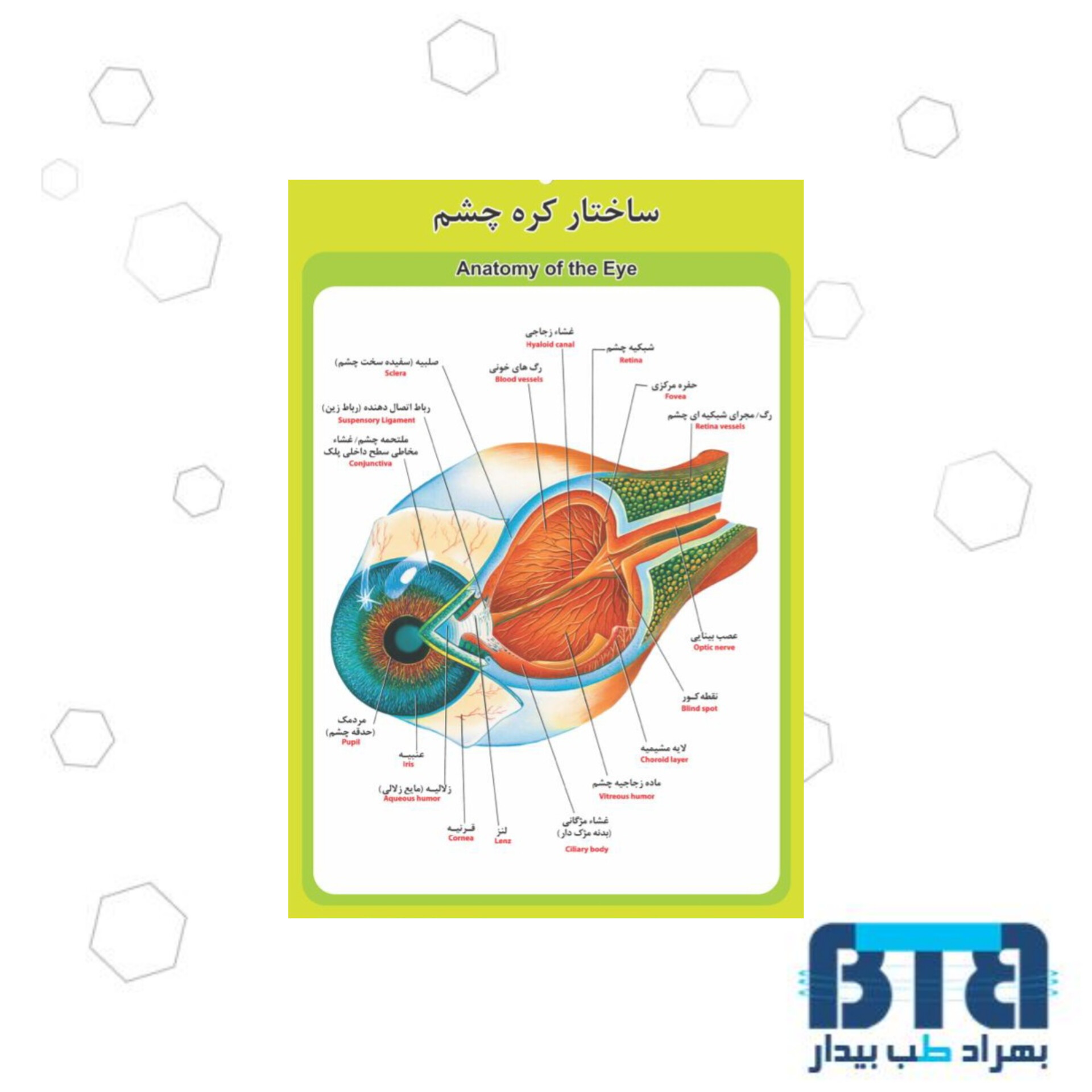 پوستر آموزشی ساختار کره چشم در ابعاد 60 در 90