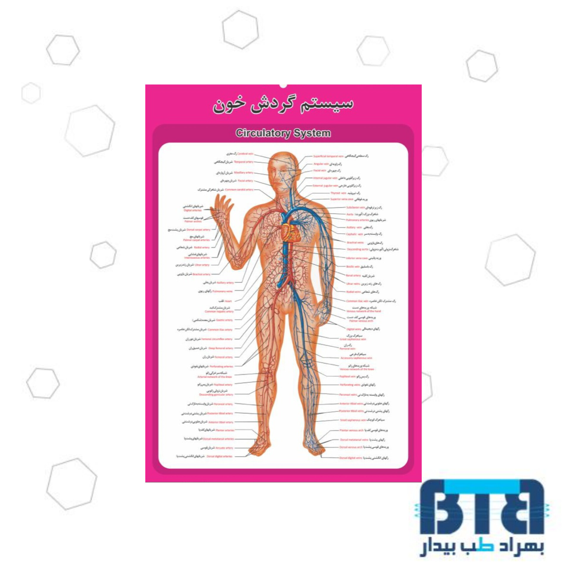 پوستر آموزشی سیستم گردش خون در ابعاد 60 در 90