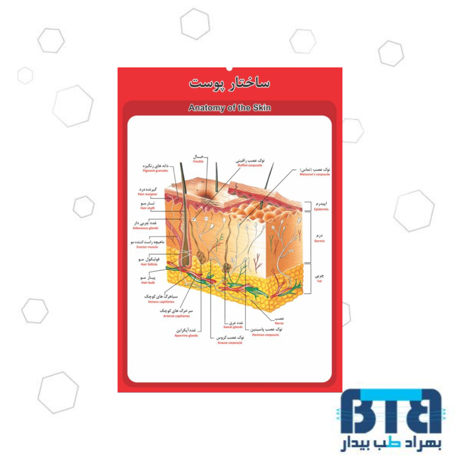 پوستر آموزشی ساختار پوست در ابعاد 60 در 90