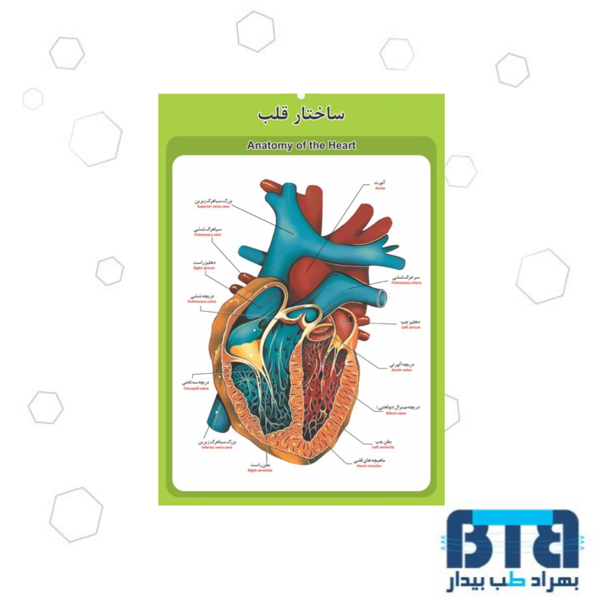 پوستر آموزشی ساختار قلب در ابعاد 35 در 50