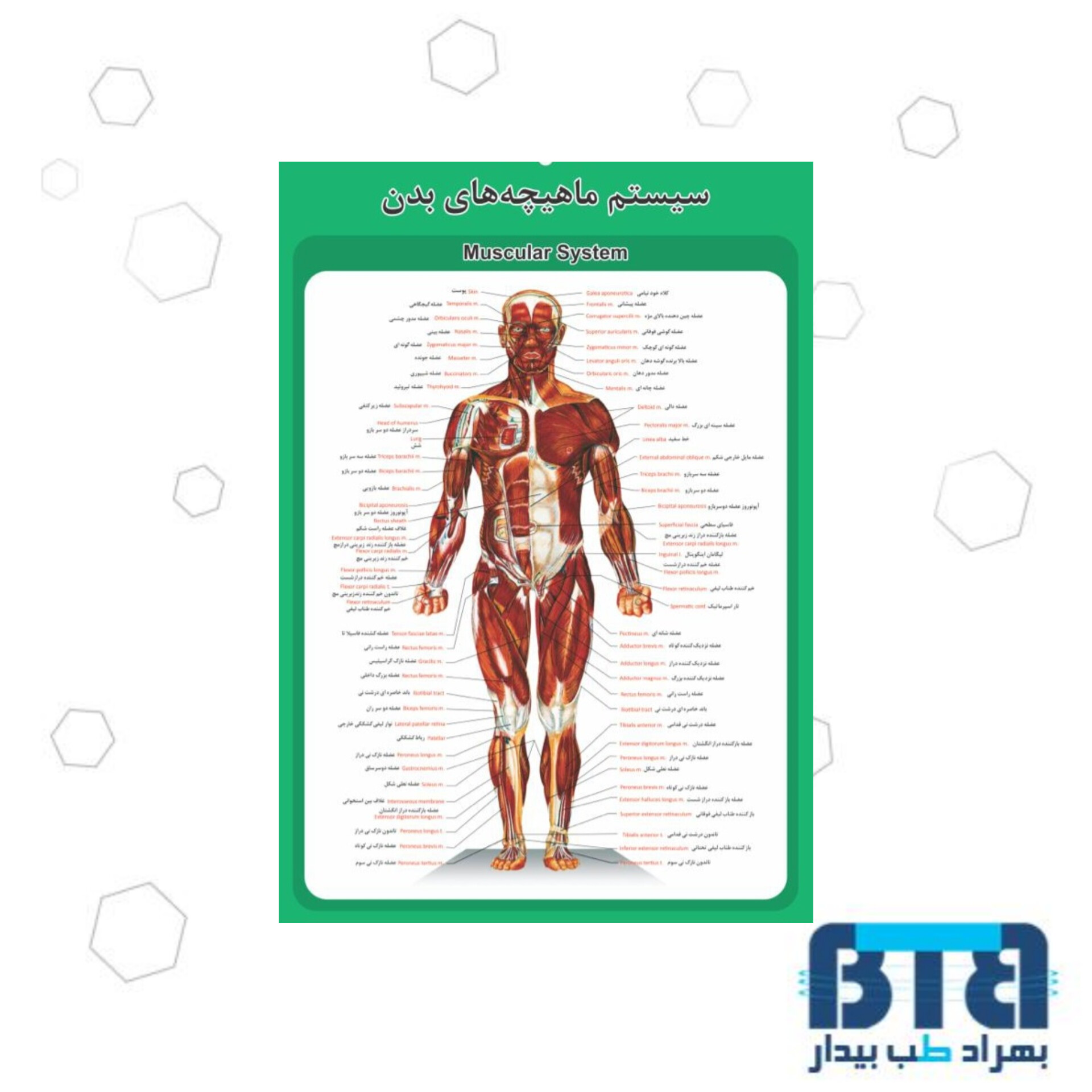 پوستر آموزشی سیستم ماهیچه های بدن در ابعاد 35 در 50